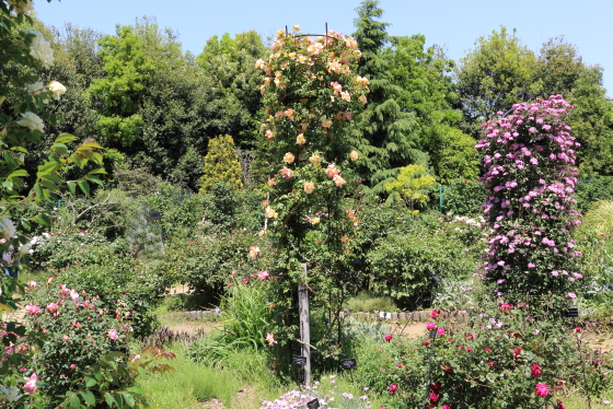 春の花菜ガーデンの風景