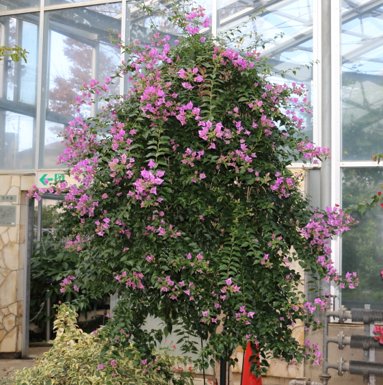 ブーゲンビリア 季節の花 花びらのように見える苞をつける イパネマおやじ イパネマおやじ ハーブとバラ 育てる楽しさは１株から心と風景が豊かになる夢の時間