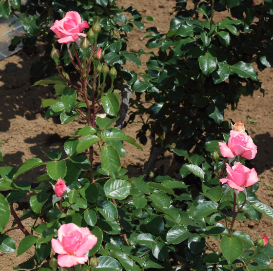 濃緑色の照り葉とピンク色の花そして樹形のバランスが美しい品種です