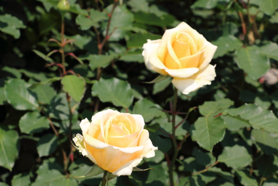 シンプリーヘブンのツボミの花色は素晴らしい