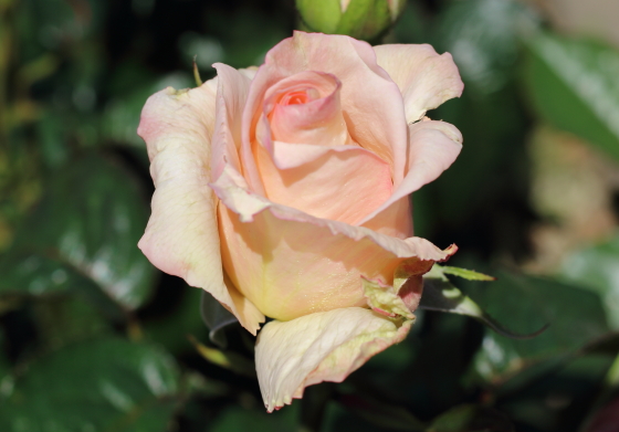 バニラパフュームはツボミが開く時には既に高芯になっている