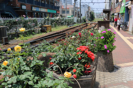 都電荒川線のバラ