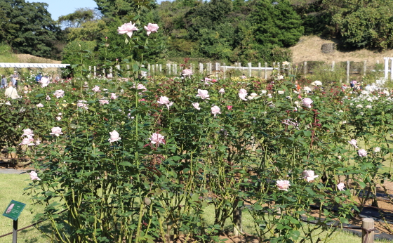 秋の生田緑地ばら苑の風景