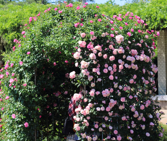 神代植物公園のバラ