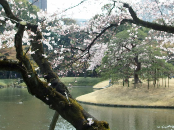 小石川後楽園の桜