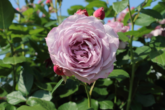 ノヴァーリスは見事に花弁数の多いバラです