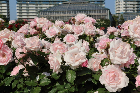 早春は株全体を覆いつくすほどの花つきがよい