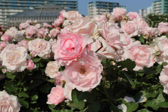 早春は多くの花をつけて開きもよい