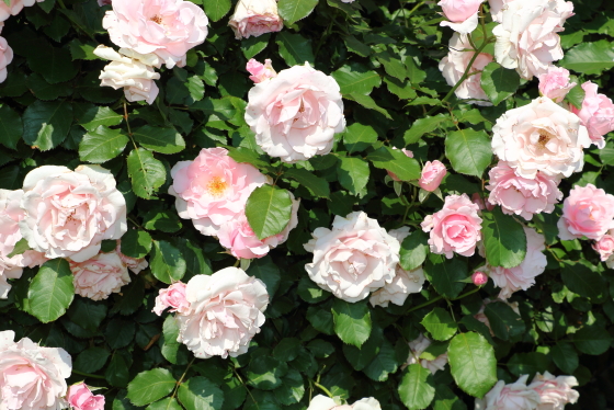 早春は淡いピンク色の花と明緑色の葉色とのコントラストが美しい