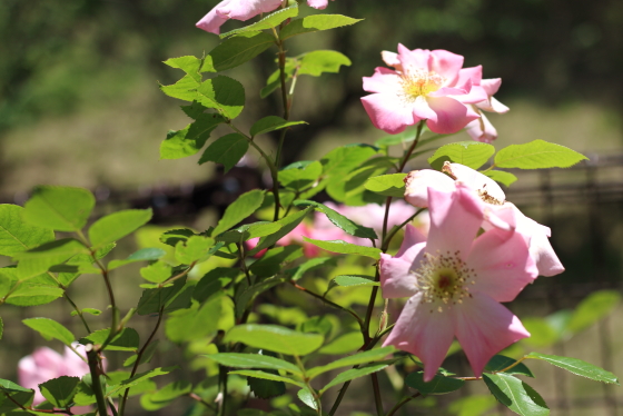 シュパリースホープ　春後も秋まで繰り返し花をつけます