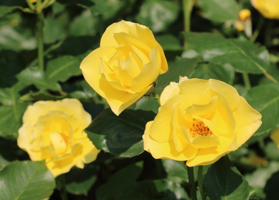 田毎の月は一重咲きで中輪サイズの花弁