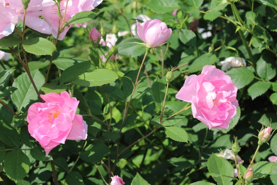 葉は明緑色で花首が長いバラ