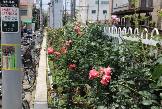 都電荒川線の三ノ輪橋停留場のバラ園