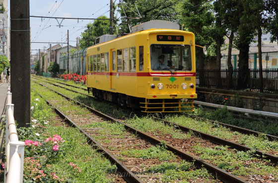 都電荒川線沿線のバラ