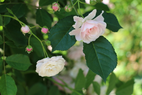 開花時は八重咲きで、やがてロゼット咲きに変わりますよ