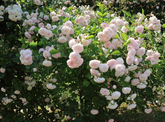 花つきが非常に良いバラで、株全体を覆いつくすほど