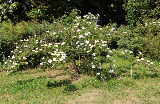 花菜ガーデンの風景