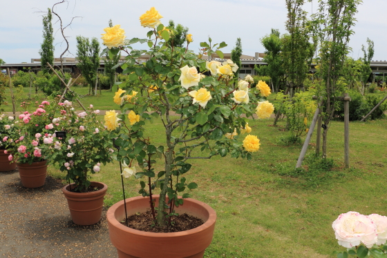 春の花菜ガーデンの風景