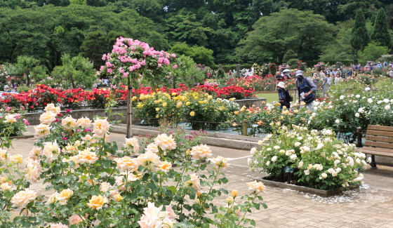 春の生田緑地ばら苑の風景