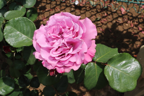 花弁の全体が大きく波打つ