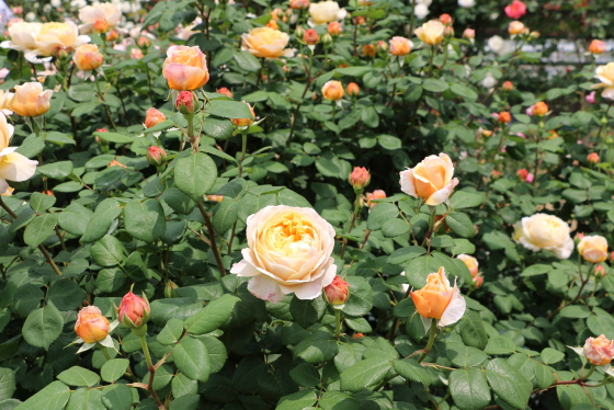 長い花枝の先に上向きに開花します