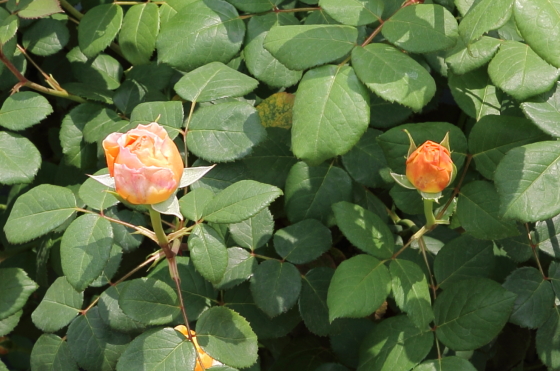 少しくすんだ花色の大輪サイズ