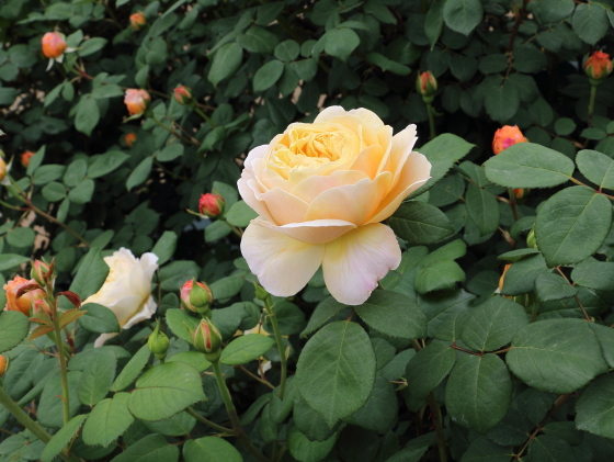 深めのカップ咲きから開いていくと花芯が見える程になる