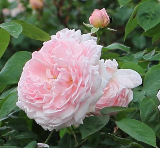 エグランタインは花芯がボタン・アイになります