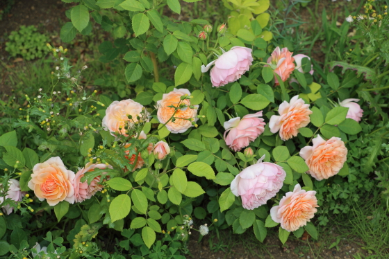 夏になるとロゼット咲きの花弁が更に細かくなる