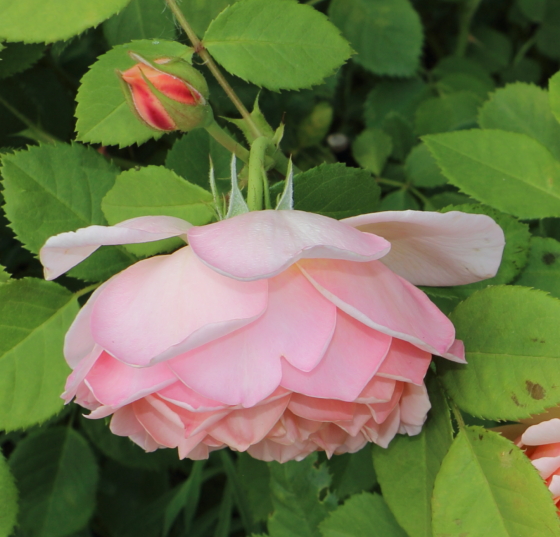 枝は細くて繊細で花は重さで枝垂れ気味に咲く