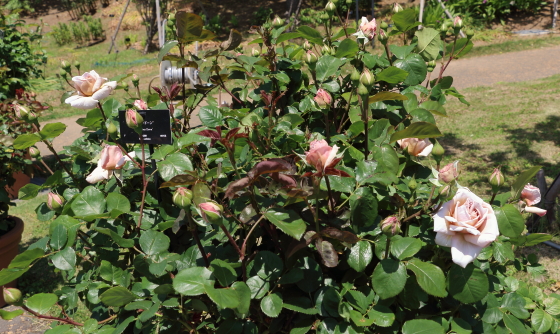 グレイドーンの弁色は淡い茶色のフロリバンダ種