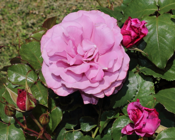 開花が進むと弁端が赤みが増してくる