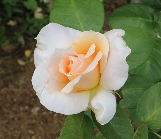 ティー・ローズ系の芳香がある