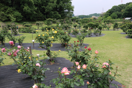 野津田バラ園の風景