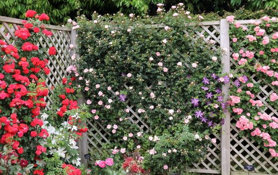 春の花菜ガーデンの風景