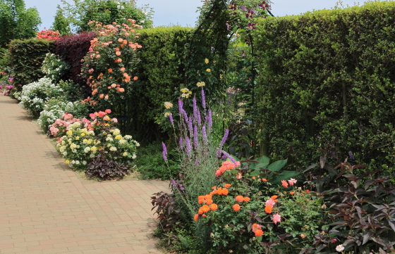 晴れた日の花菜ガーデンの風景