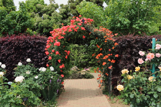 花菜ガーデンの風景