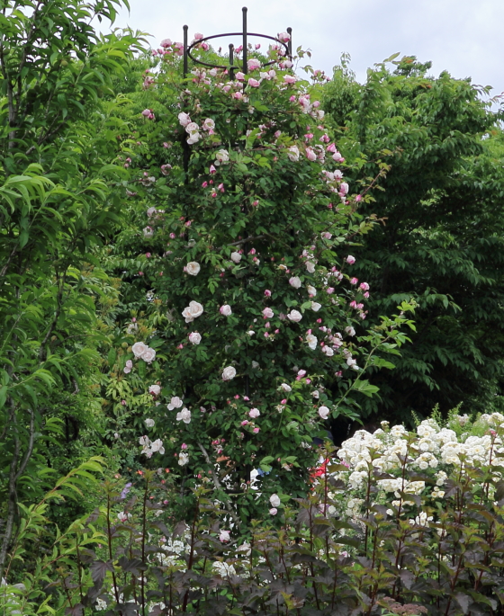 ミルラ香の芳香が魅力のバラ