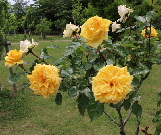 １輪咲きでボリュームのある花弁