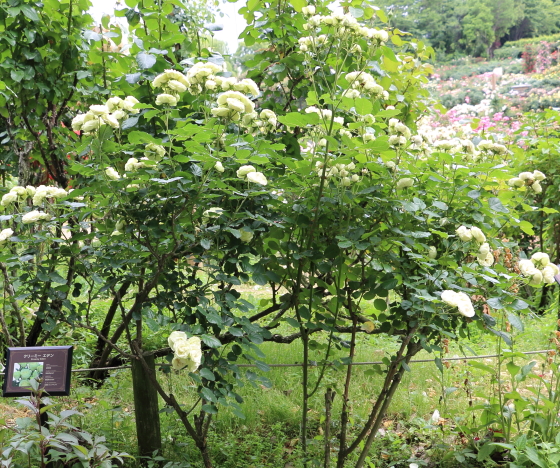 クリーミーエデンはカップ咲きの中輪サイズの花弁です