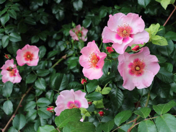 ピンク色の花弁に弁芯にブリッチが入る