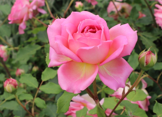 大輪咲きの花弁の裏側は淡い黄色になる