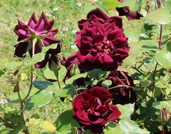 ルイ１４世はクリムゾンレッドの深みのある花色