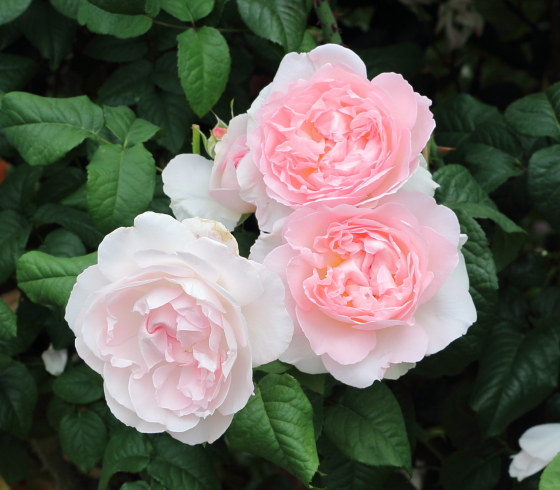 花つきはよいが、花もちはよくない品種です