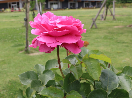 花弁の端か波打つったようになるシャクヤク咲きのバラ