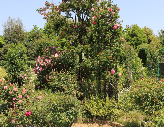 春の花菜ガーデンの風景