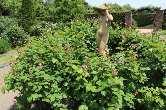 春の花菜ガーデンの風景