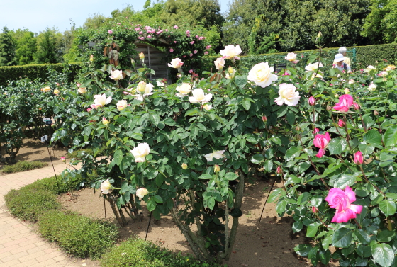 春の花菜ガーデンの風景