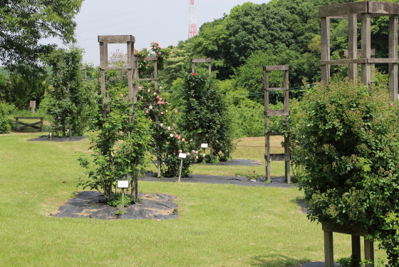 春の野津田バラ園の風景