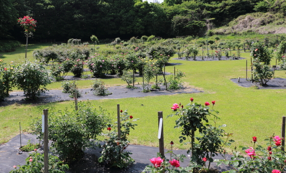 野津田バラ園の風景